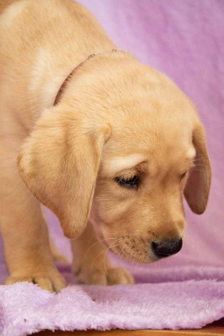 Цуценята ЛАБРАДОР РЕТРИВЕР