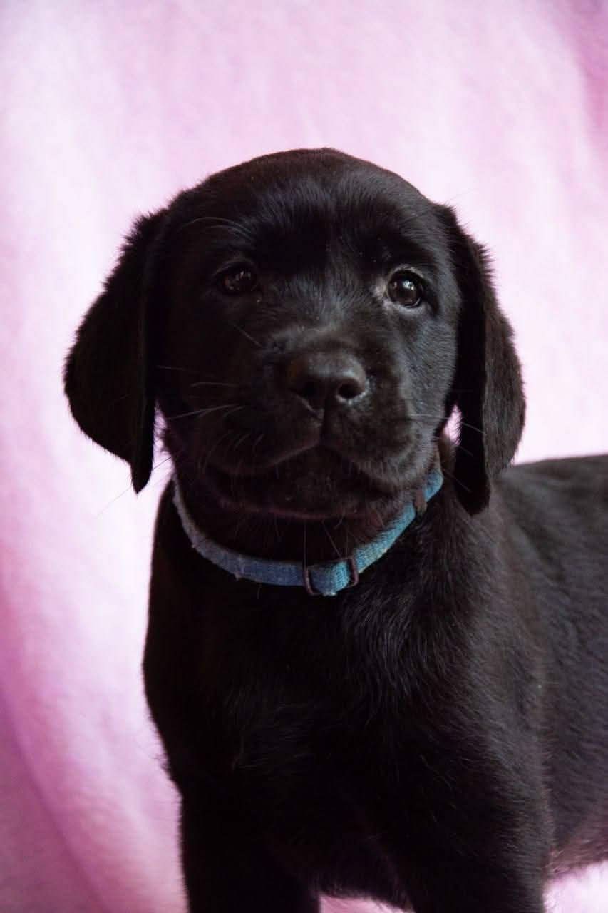 Цуценята ЛАБРАДОР РЕТРИВЕР