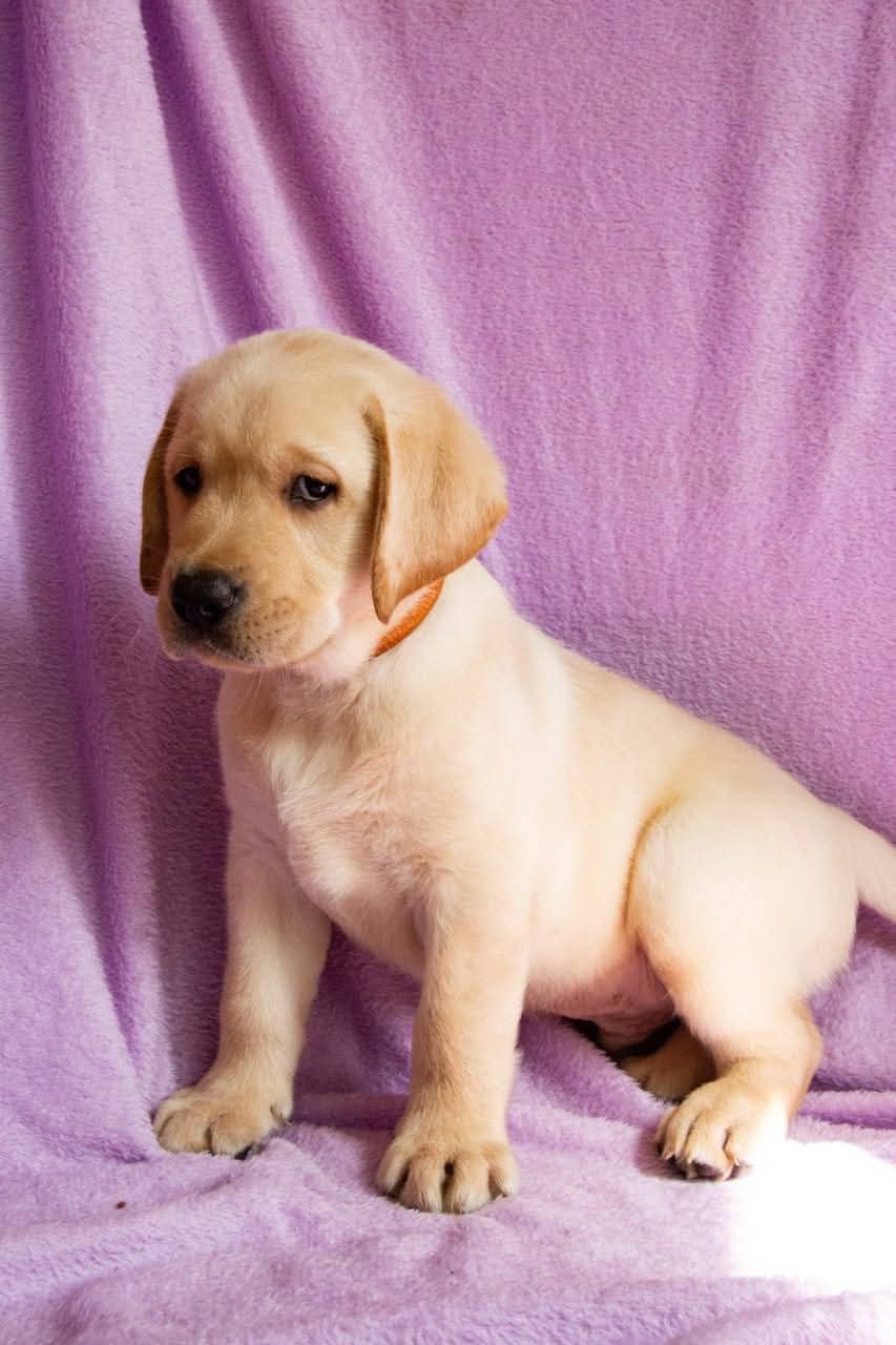 Цуценята ЛАБРАДОР РЕТРИВЕР