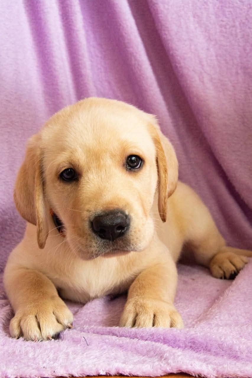 Цуценята ЛАБРАДОР РЕТРИВЕР