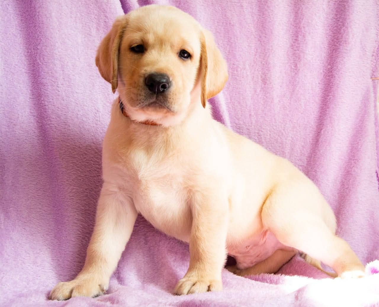 Цуценята ЛАБРАДОР РЕТРИВЕР