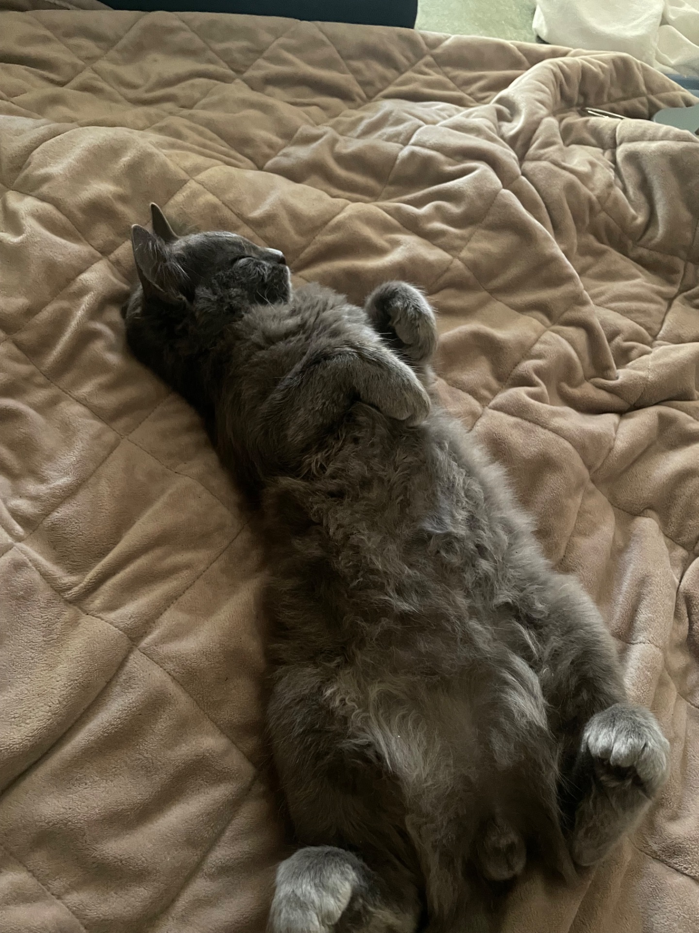 Кошеня