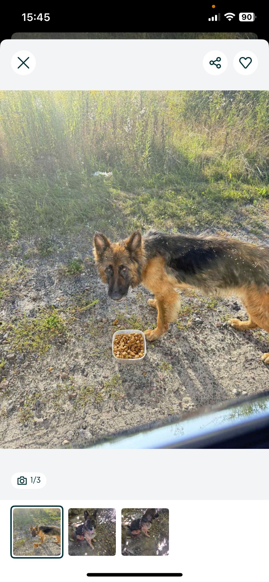 Німецька вівчарка