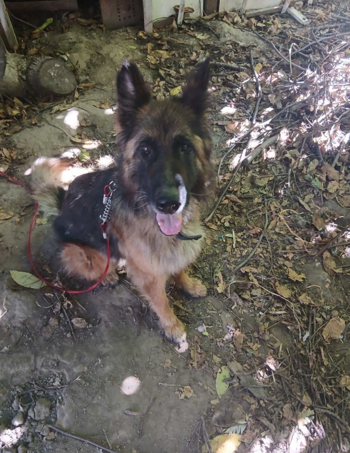 Німецька вівчарка