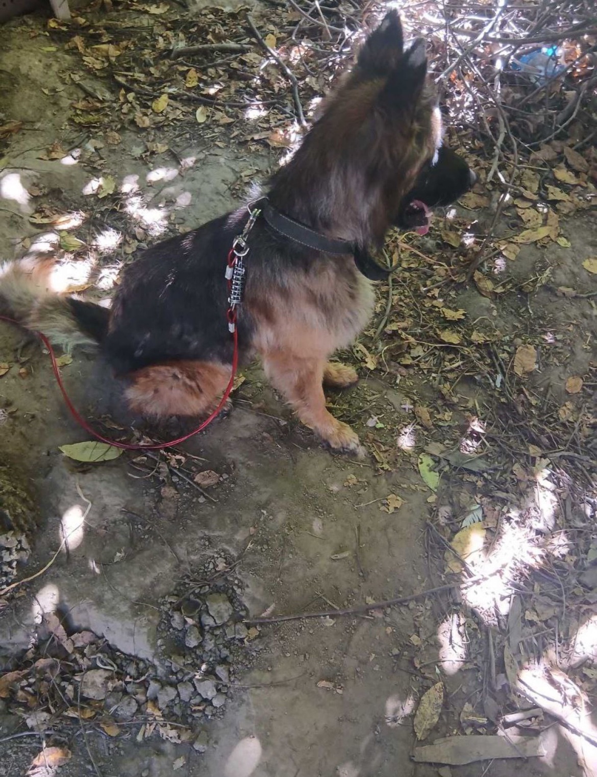 Німецька вівчарка