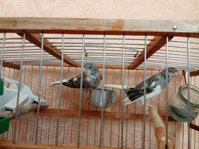 Продам канарки співочі