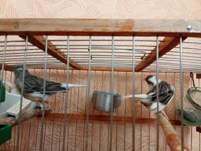 Продам канарки співочі