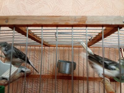 Продам канарки співочі