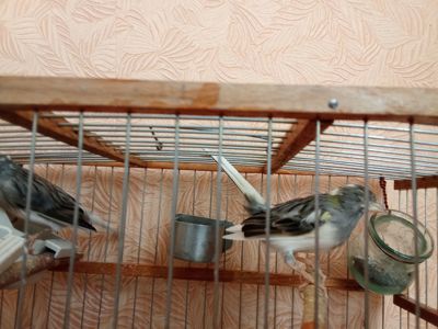 Продам канарки співочі