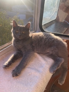 Кошеня