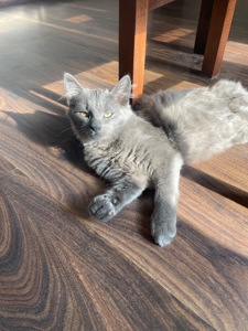 Кошеня