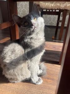 Кошеня