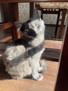 Кошеня