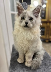 Мейнкун. Кошеня мейнкуна. Котенок.