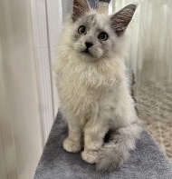 Мейнкун. Кошеня мейнкуна. Котенок.