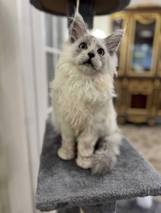 Мейнкун. Кошеня мейнкуна. Котенок.