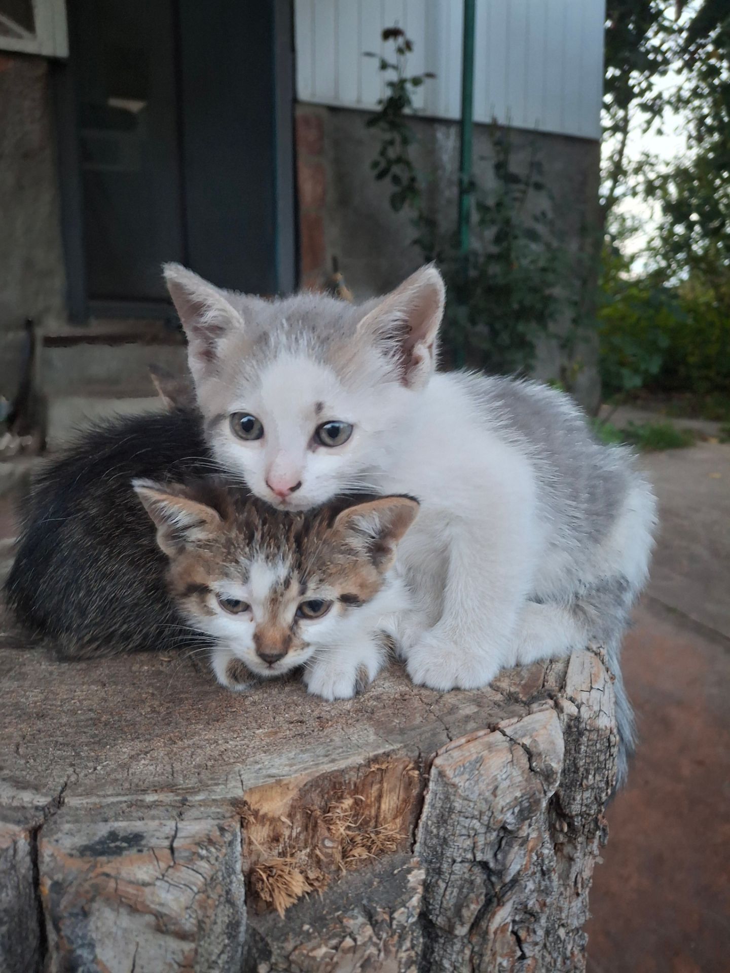 Кошеня (лагідний котик)