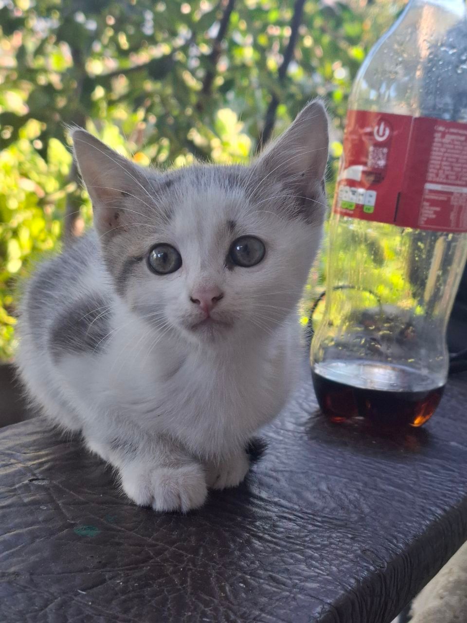 Кошеня (лагідний котик)
