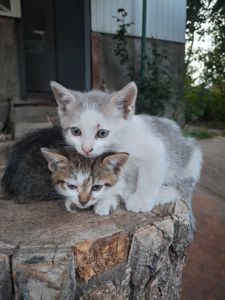 Кошеня (лагідний котик)