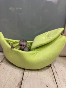 Мавпочка верветка