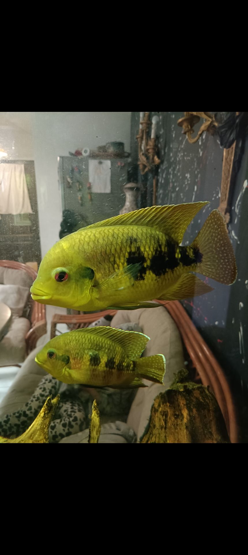 Вьеха
