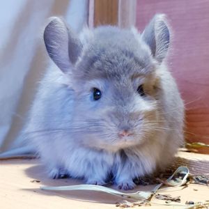 Маленький самец шиншиллы Фиолетовая ангора
