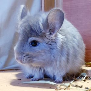 Маленький самец шиншиллы Фиолетовая ангора