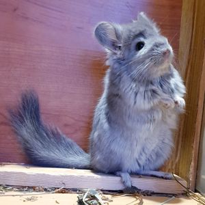 Маленький самец шиншиллы Фиолетовая ангора