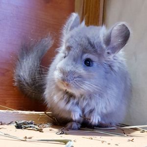 Маленький самец шиншиллы Фиолетовая ангора