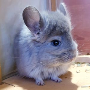Маленький самец шиншиллы Фиолетовая ангора