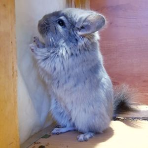 Маленький самец шиншиллы Фиолетовая ангора