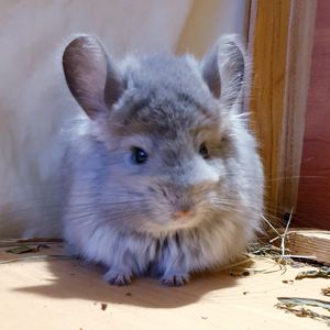 Маленький самец шиншиллы Фиолетовая ангора