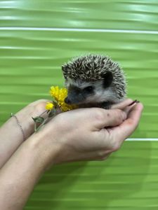 Маленький африканський їжачок