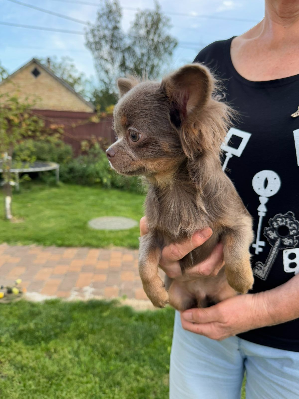 Розплідник Чихуахуа Cheertful Community