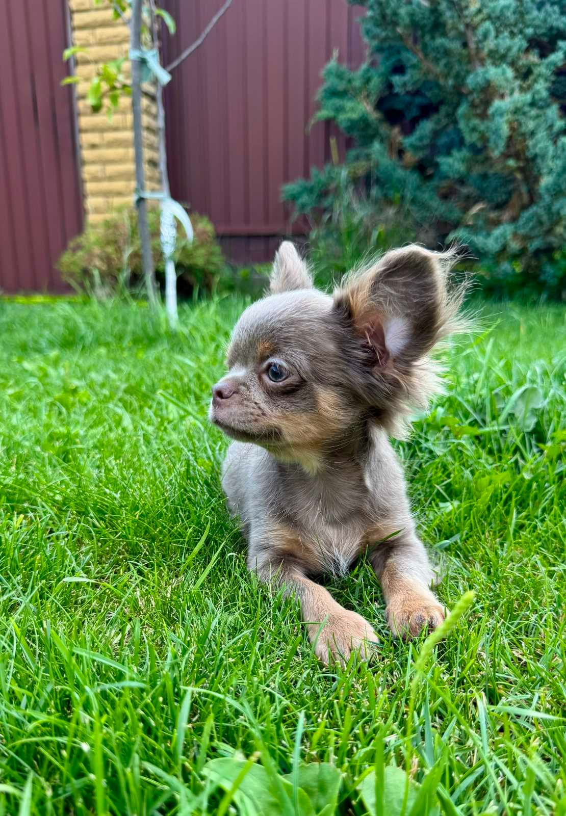 Розплідник Чихуахуа Cheertful Community