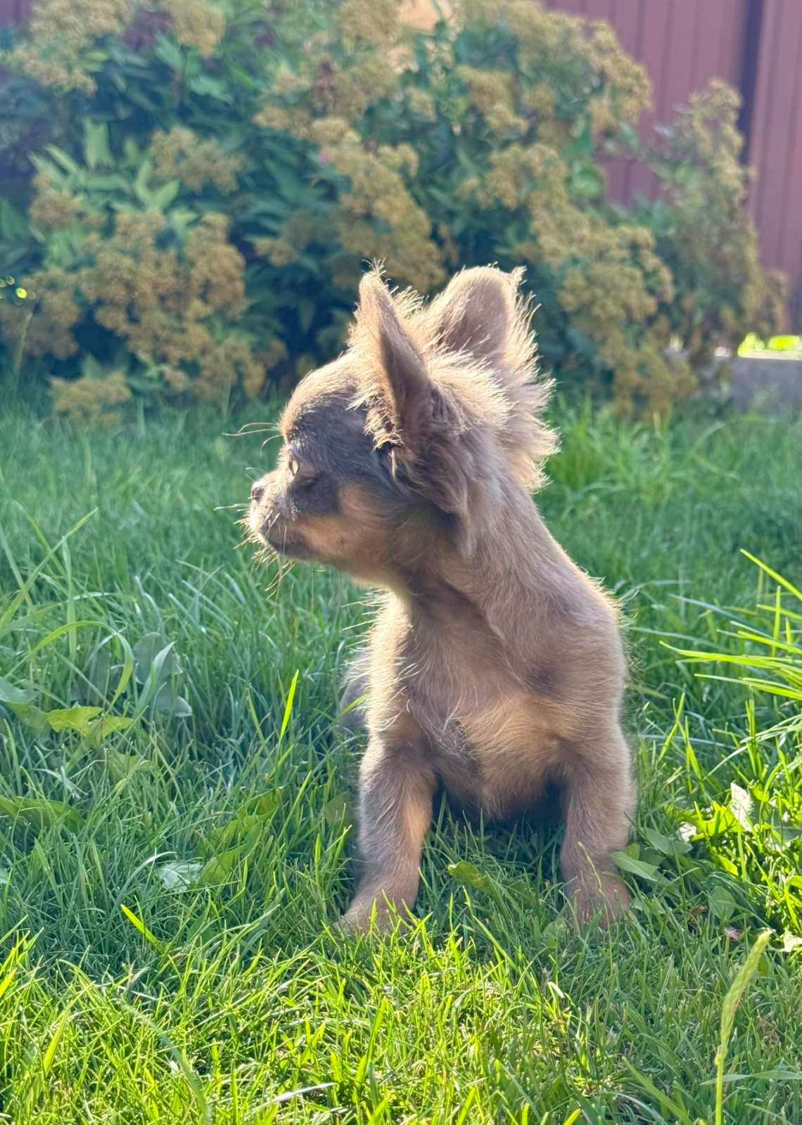 Розплідник Чихуахуа Cheertful Community