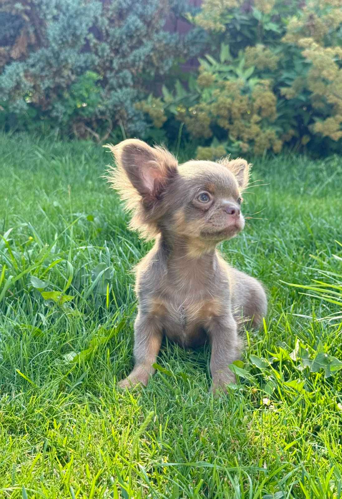 Розплідник Чихуахуа Cheertful Community