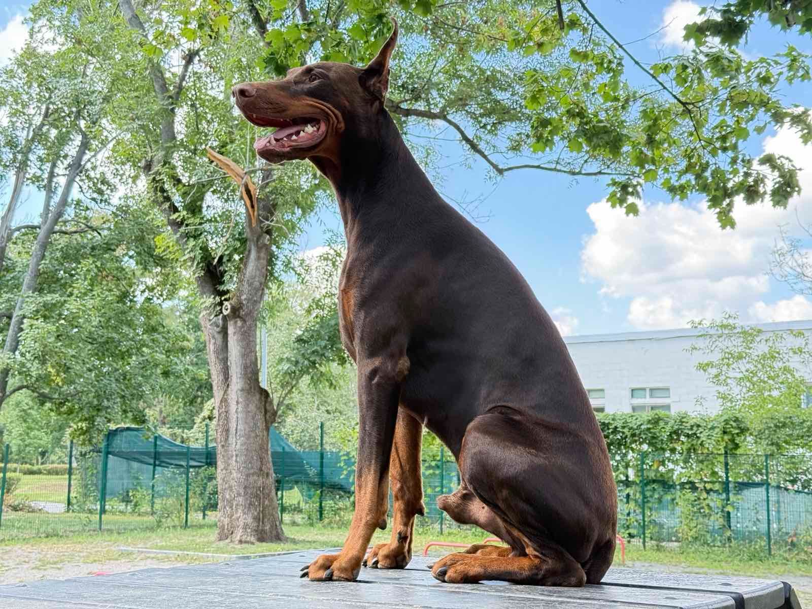 Цуценя Доберман щенок