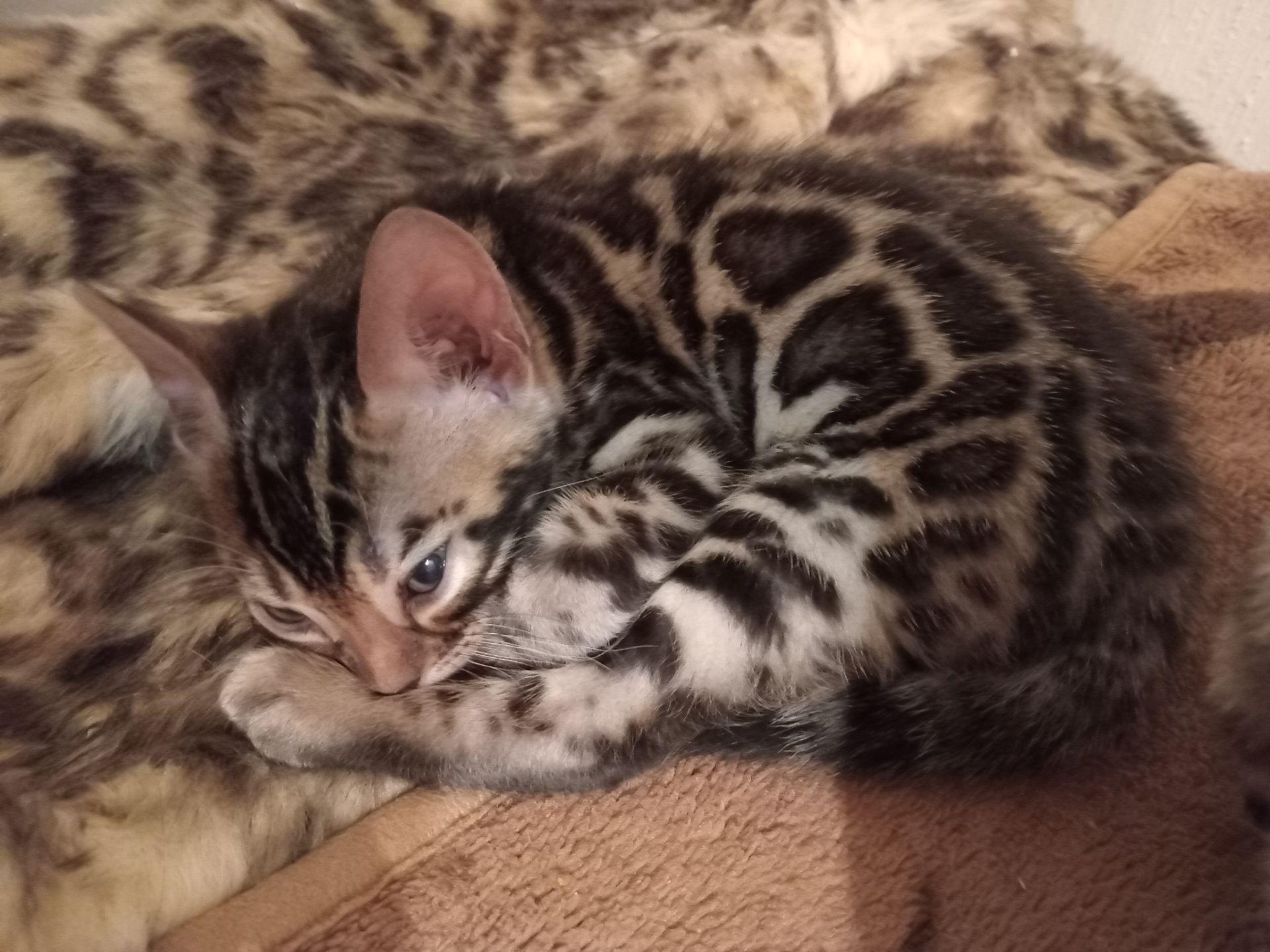 Котята родились 14.08.2025 г