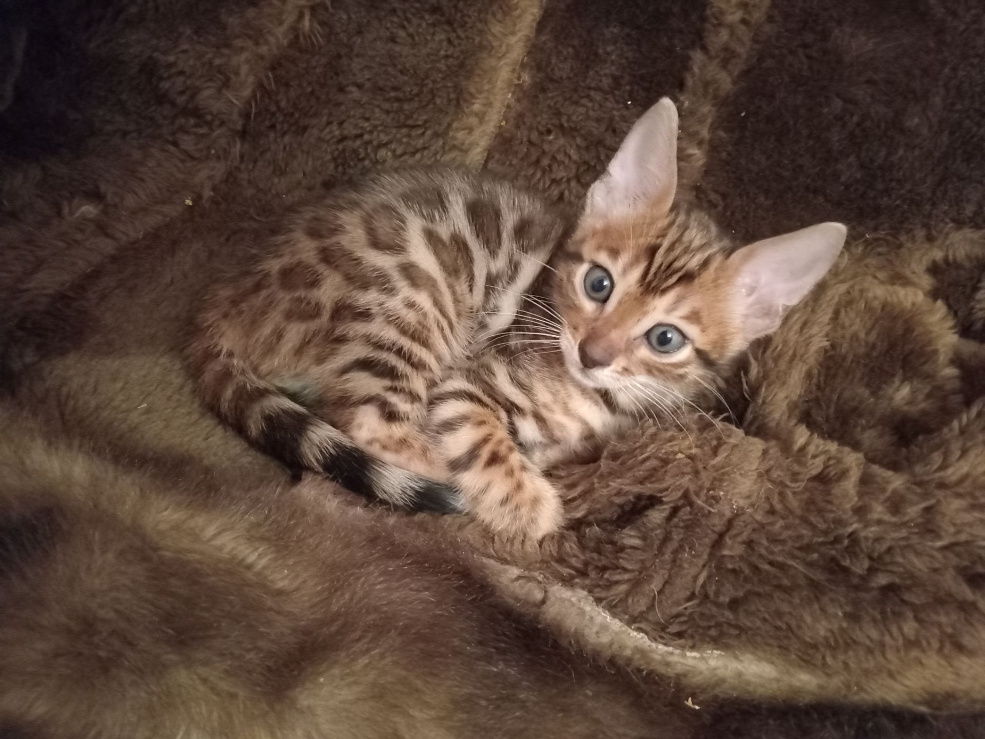 Котята родились 14.08.2025 г