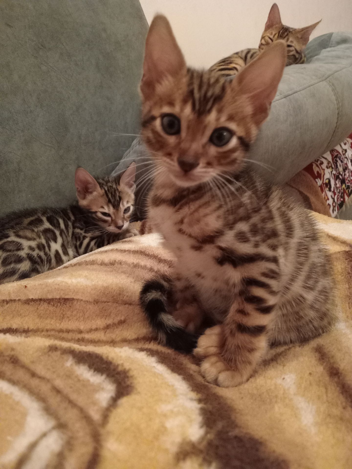 Котята родились 14.08.2025 г