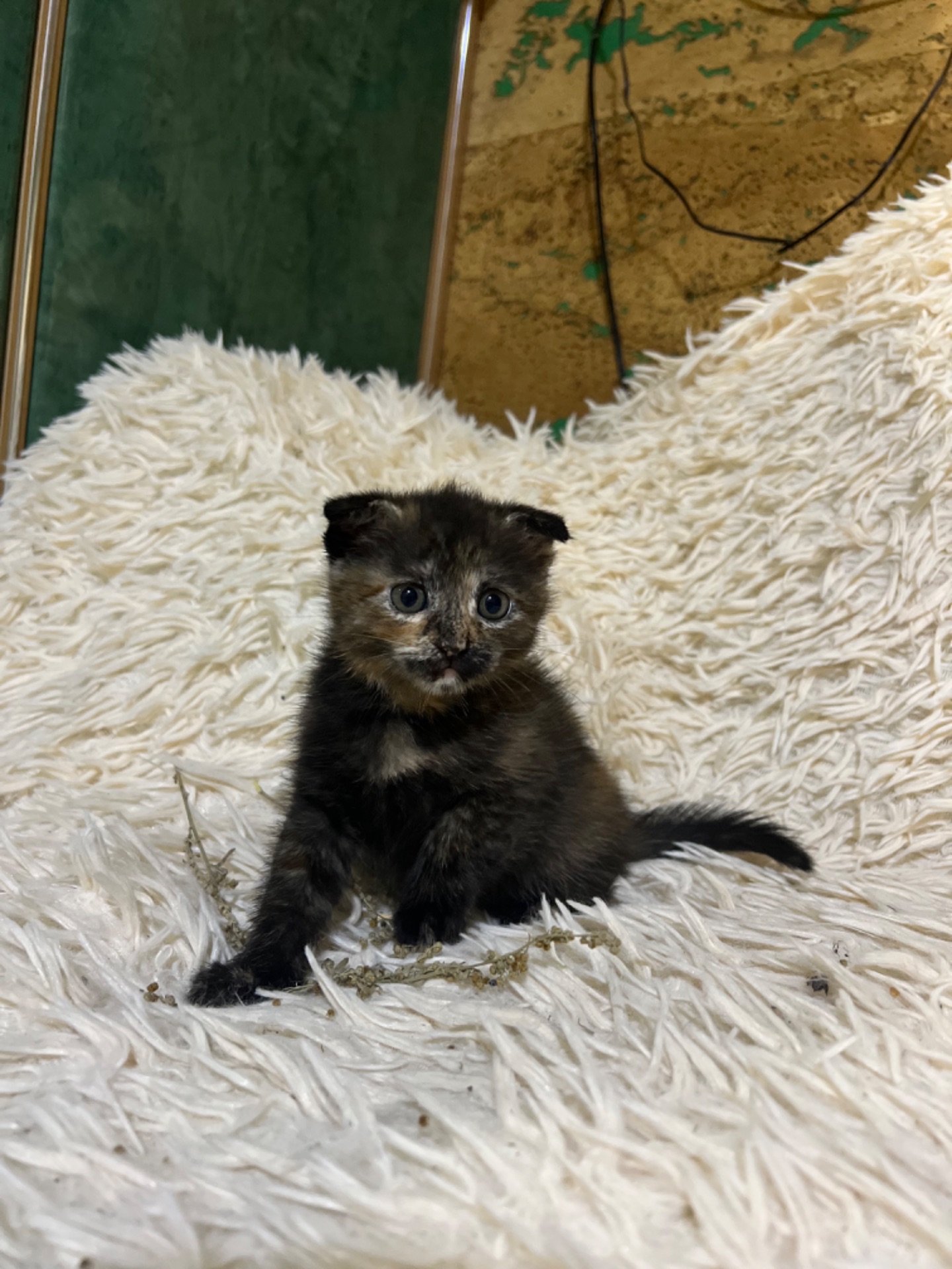 Кошенята шотландці
