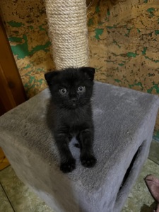 Кошенята шотландці