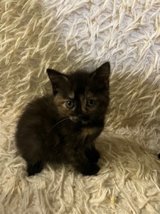 Кошенята шотландці
