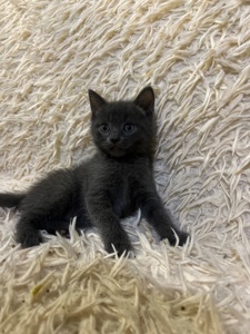 Кошенята шотландці