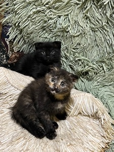 Кошенята шотландці