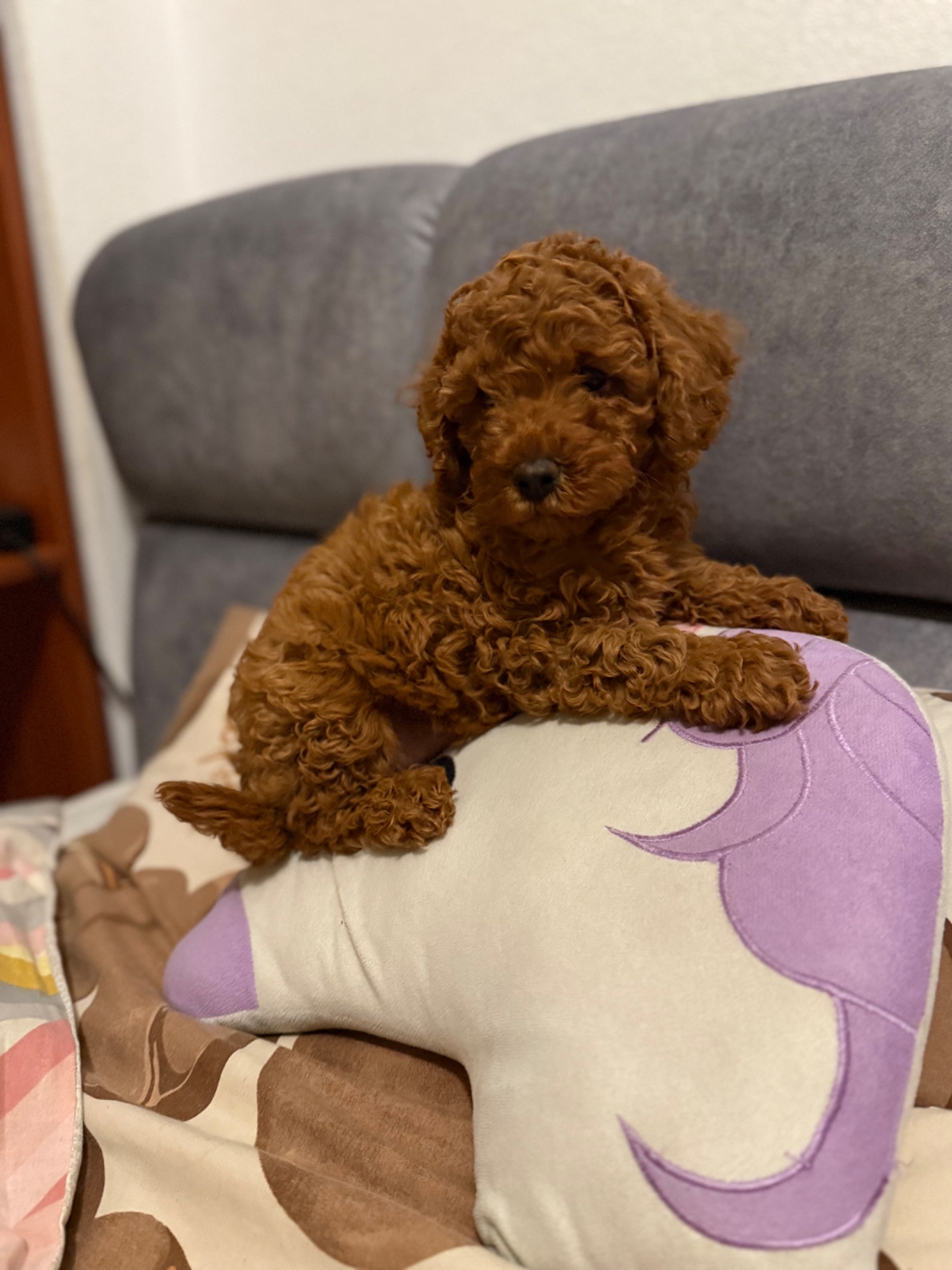 Щенок той пудель ред браун Китай