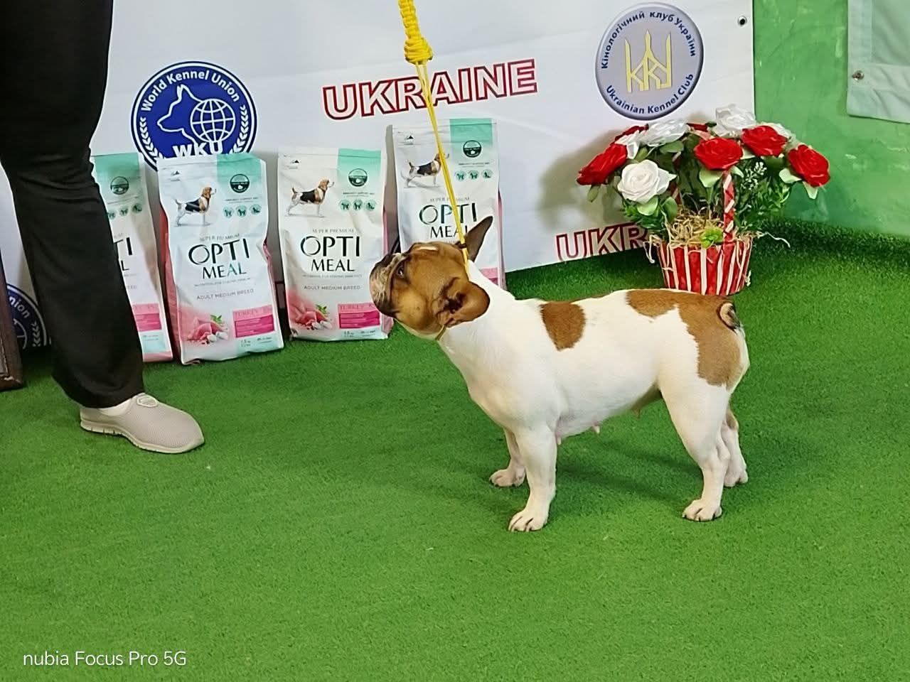 Пара французького бульдога