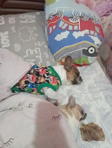 Пара французького бульдога