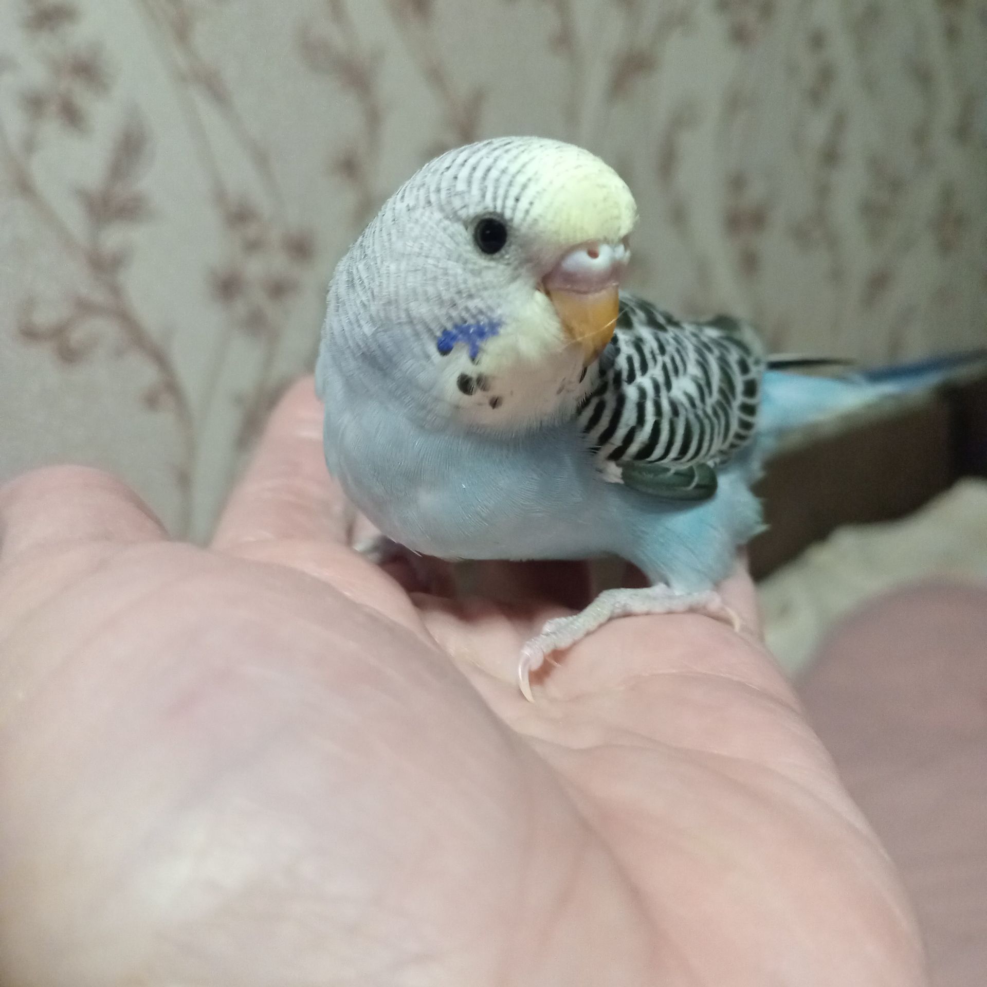 Хвилясті папуги